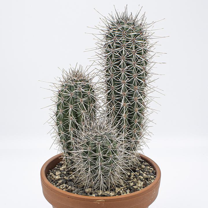 Produktbild Kakteen Gautschi Pachycereus pringlei Gruppe (30 cm)