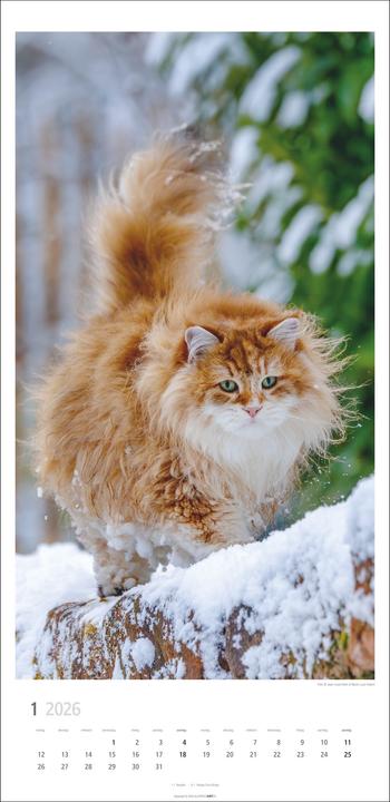 Produktbild Katzen Kalender 2026 (33 x 68 cm)