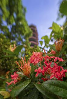 Produktbild Venus Optic Laowa 15mm f/4.5 Zero-D Shift Nikon F (Nikon F, Vollformat)
