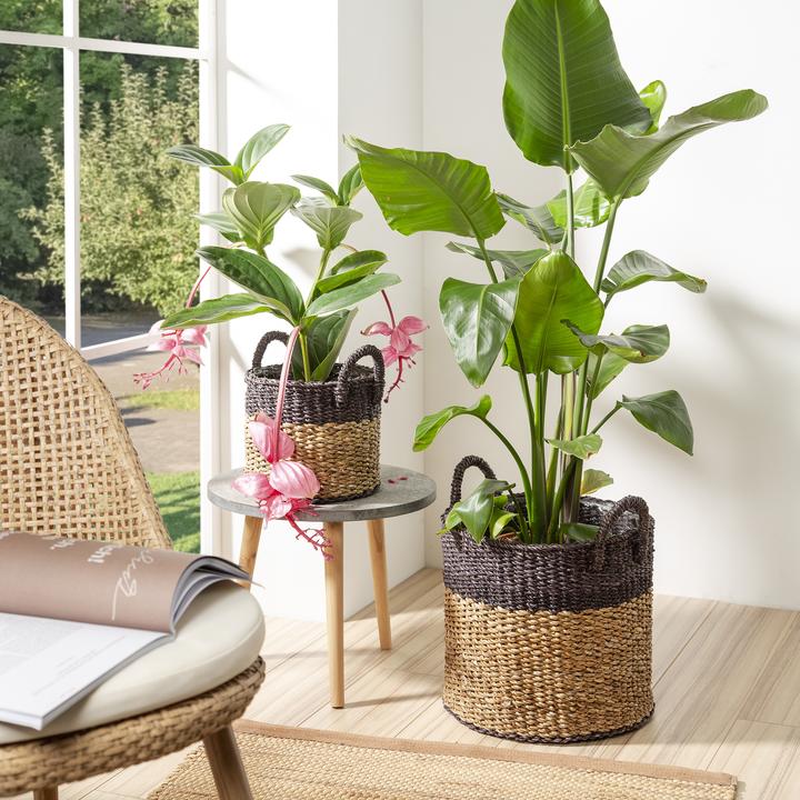 Produktbild Scheurich Seagrass 27 (27 x 24 cm)