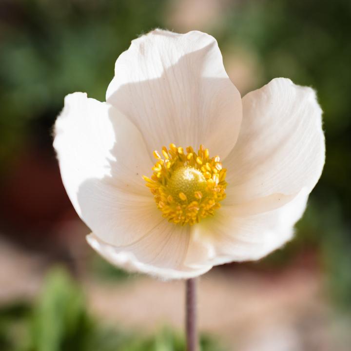 Immagine prodotto Plant in a Box Anemone Sposa, Allium Neapolitanum. Gladiolo White Prosperity, Gladiolo Call. Acidantera, Dalia T (10 cm)