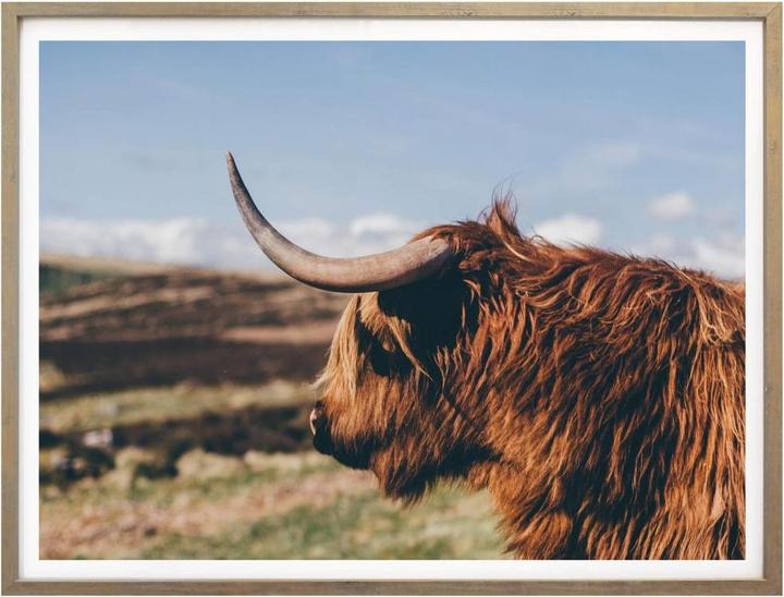 Image du produit Trenddeko Vache Highland 02 (50 x 40 cm)