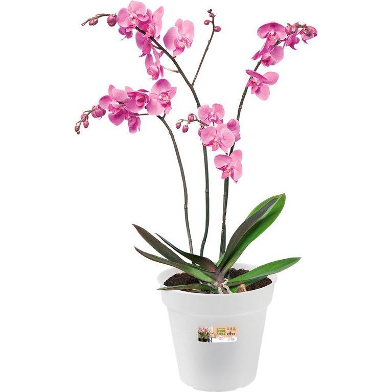 Thumbnail - Elho, Blumentopf, Green Basics Orchidee (17 cm)