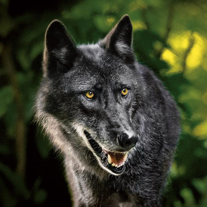 Produktbild Wölfe/Wolves 2026