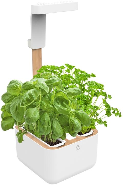 Image du produit Véritable Botaneo Eylo (18.40 cm)