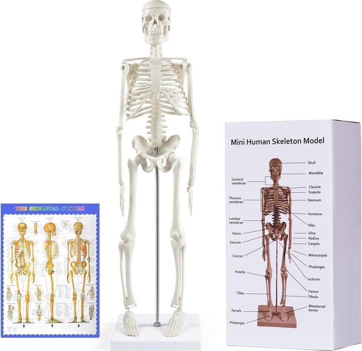 Produktbild breesky Anatomie-Skelettmodell 45 cm (beweglich)