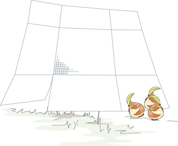 Produktbild Bellissa Blumenzweibel Gamaschen 20 (5er Set)