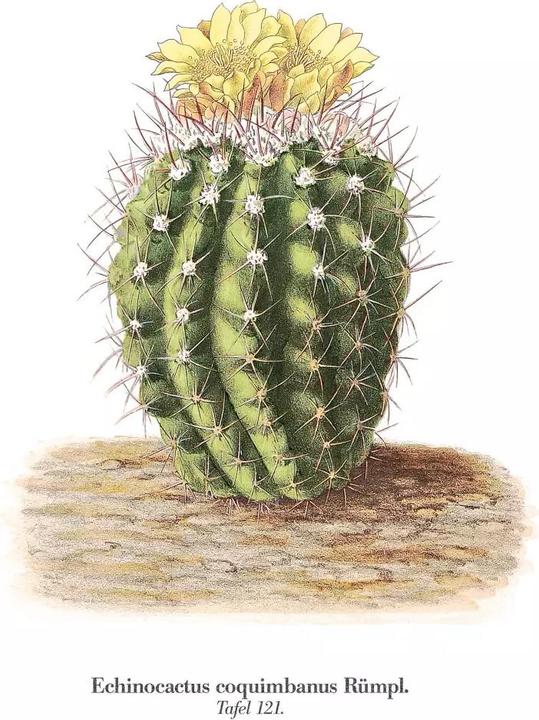 Image du produit Cactus en fleurs (2.50 cm)