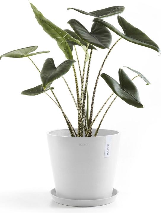 Actual product image Ecopots Saucer Round