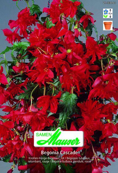Image du produit Samen Mauser Begonia Cascade Bégonias suspendus (Graines de fleurs)