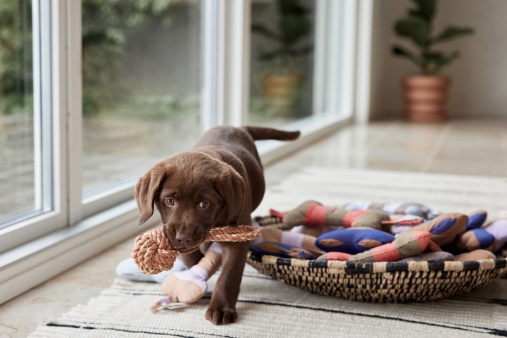 Immagine prodotto Oyoy ZOO - Giocattolo per cani Ashi Grande - Rosso/Marrone (Z60070) (Cane di peluche)