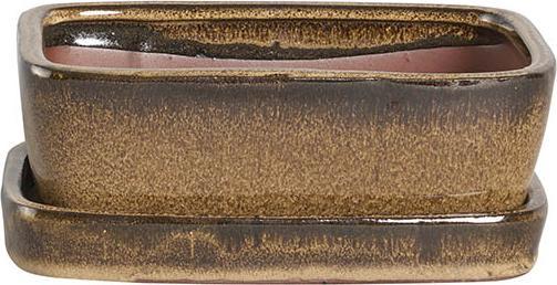 Herstera Bonsai Kioto + Plato