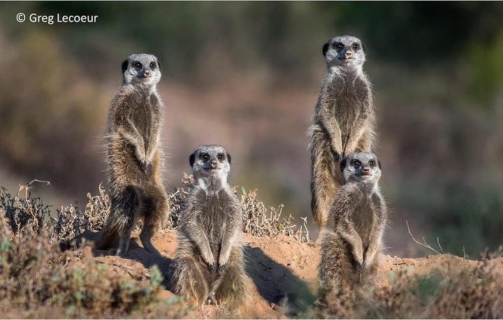 Produktbild Panasonic Lumix G X Vario 45-175mm f/4.0-5.6 PZ (Micro Four Thirds, Micro Four Thirds)