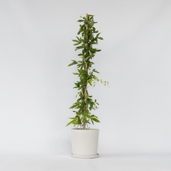 Image du produit Plant in a Box Passiflora x violacea 'Victoria' - Passiflore (110 cm)