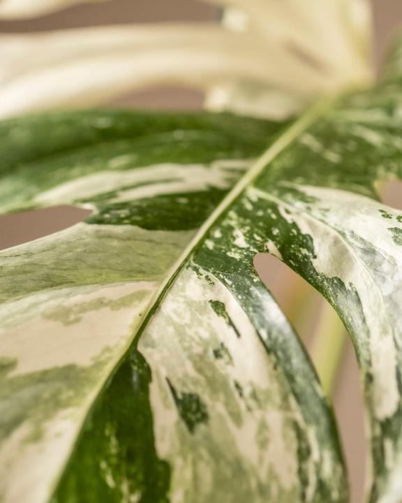 Actual product image feey Monstera deliciosa variegata (65 cm, Freshly repotted)