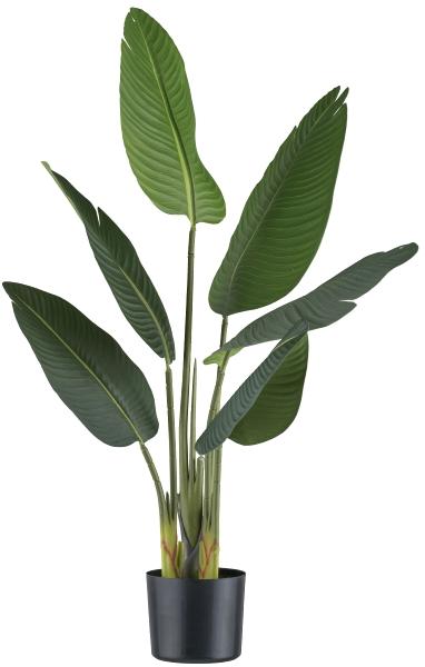 Immagine prodotto Gasper Strelitzia (90 cm)