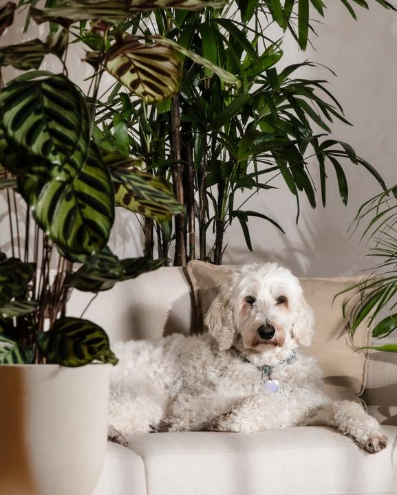 Image du produit feey Calathea Roseopicta (50 cm, Fraîchement rempotés, Respectueux des animaux)
