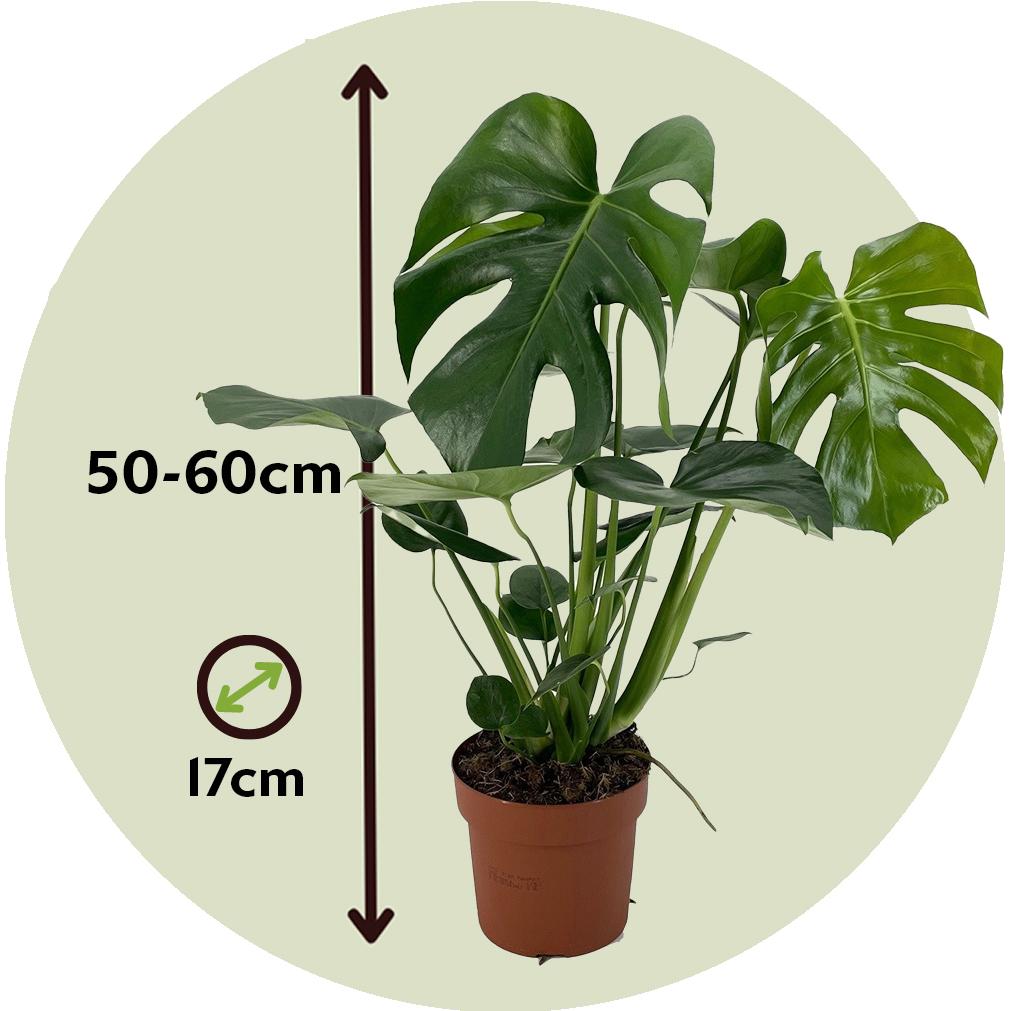 Thumbnail - Plant in a Box, Pflanzen, Monstera Deliciosa - 2er Set Fensterblatt (50 cm)