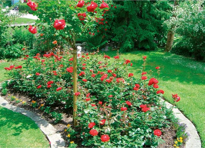 Produktbild Neogard Rosenpfähle