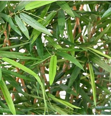 Image du produit Greendeco Haie artificielle de bambou Okinawa, env. 150cm