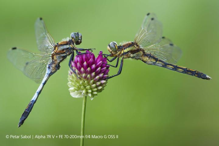 Produktbild Sony FE 70-200mm f/4 Macro G OSS II (Sony E, APS-C / DX, Vollformat)
