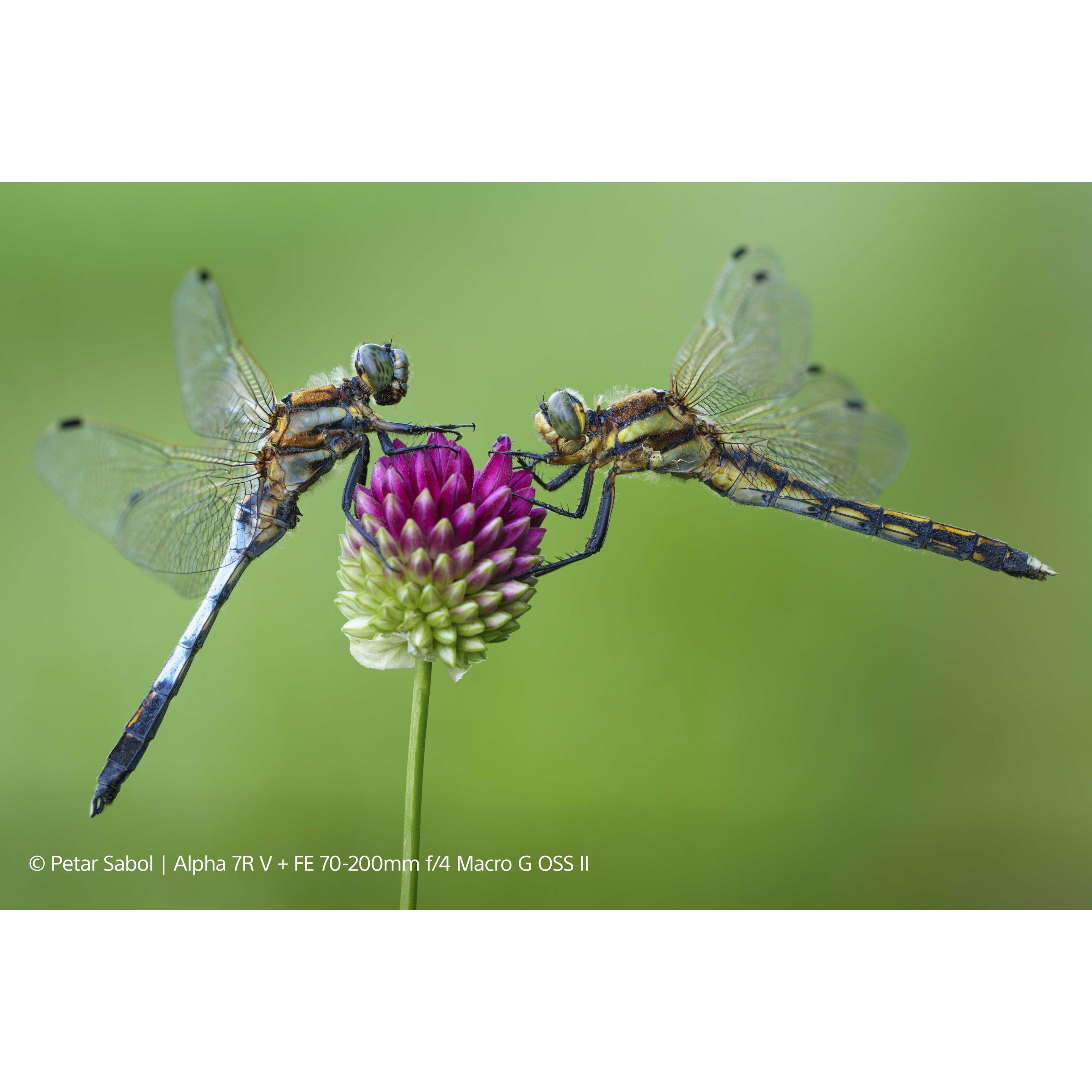 【Mit’s 】FE 70-200mm F4 Macro G OSS II SEL70200G2 | Objektive | Sony Schweiz