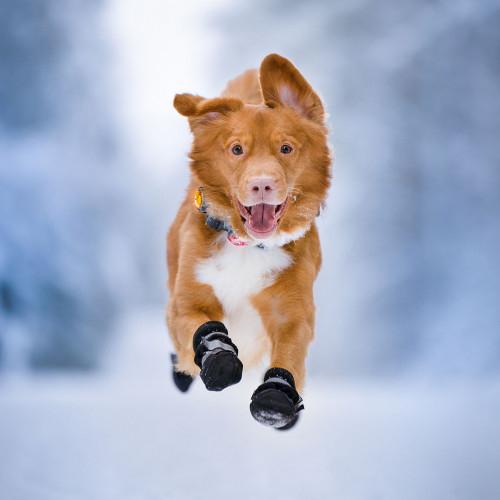 Image du produit Orbiloc Feu de sécurité double pour chien (Taille unique, Chien, Général)