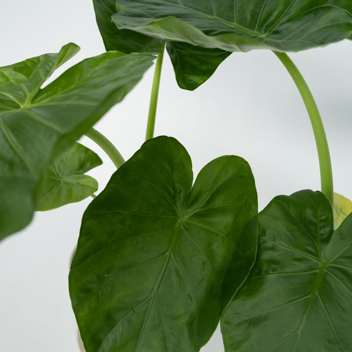 Actual product image Plant in a Box Alocasia macrorrhizos - Set of 2 Giant Ear (60 cm)
