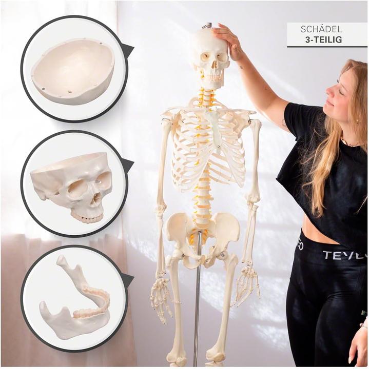 Image du produit Togu Squelette d'écolier 178 cm