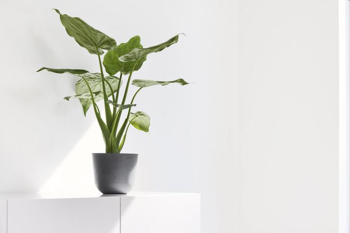 Immagine prodotto Ecopots Oslo Mini (16 cm)