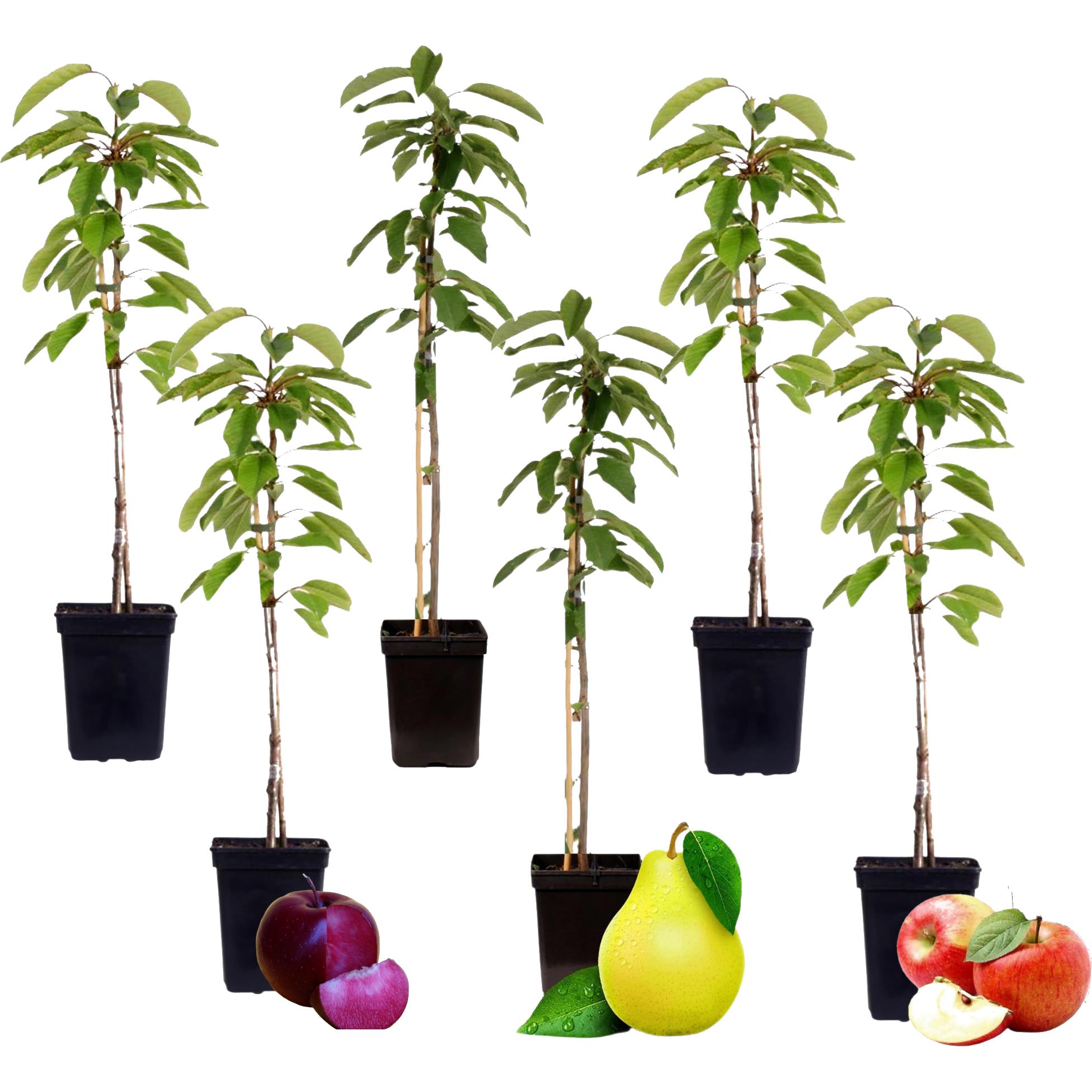 Plant in a Box, Pflanzen, Malus Braeburn, Pyrus 'Doyenne du Comice', Prunus 'Americana' - 6er Mischung Obstbäume (60 cm)