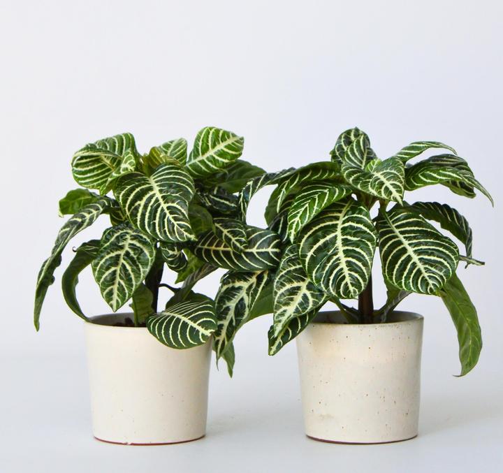 Actual product image Plant in a Box Aphelandra squarrosa Botanica - Set of 2 Zebraweed (25 cm)