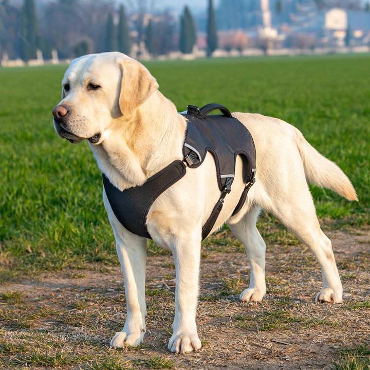 Actual product image Ferplast Ergotrekking dog harness (XL, Dog, Dog sport, Jogging, General, Walks)