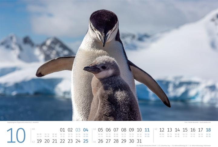 Produktbild Pinguine Kalender 2026