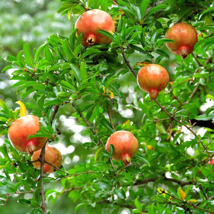 Produktbild Plant in a Box Punica Granatum - 6er Set Granatapfelbaum (25 cm)