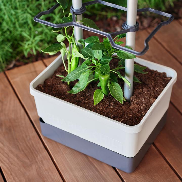 Produktbild Gusta Garden Charly Chili (27.50 cm)