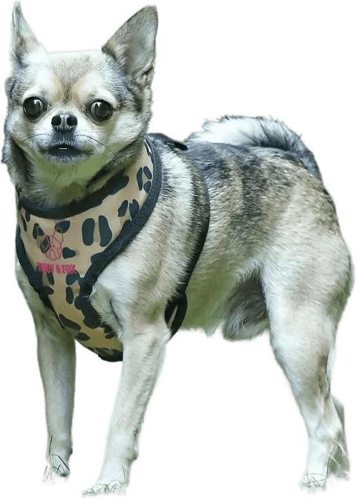 Actual product image Digby & Fox Dog harness with leopard pattern (40, 41, 42, 43, 44, 45, 46, 47, 48, 49, 50, 52, 54, 56, 58, 60, 62, 68, Dog, General)