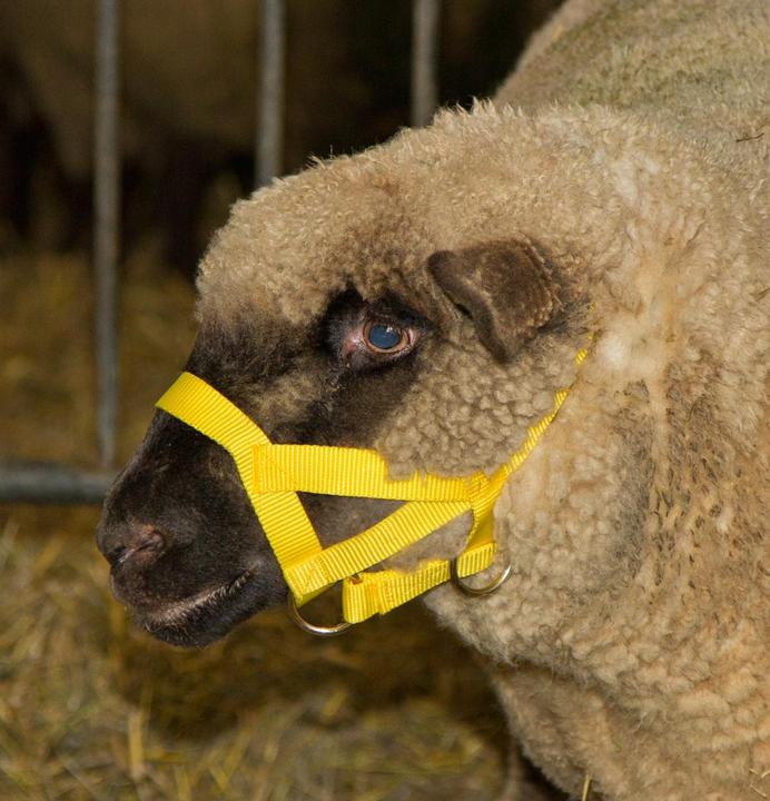 Image du produit Kerbl Licol de tête pour moutons et béliers