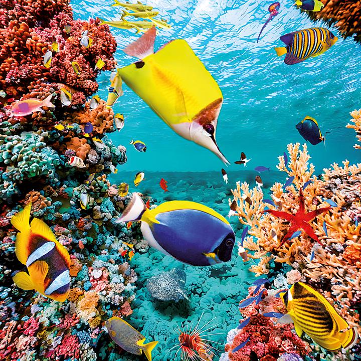 Produktbild Meerestiere 2026 (30 x 30 cm, Harter Einband, Deutsch, Spanisch, Französisch, Tschechisch, Polnisch, Niederländisch, Italienisch, Englisch)