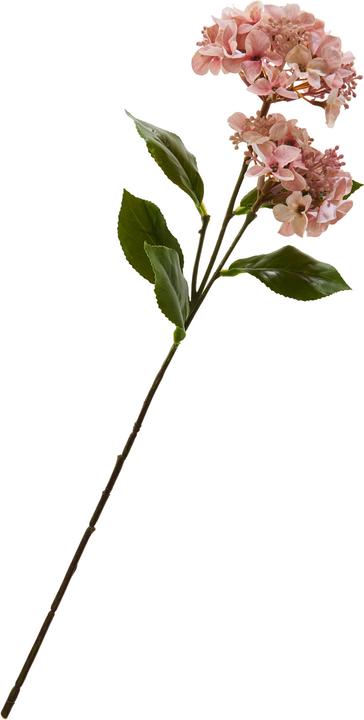 DPI Hortensie mit zwei Blüten