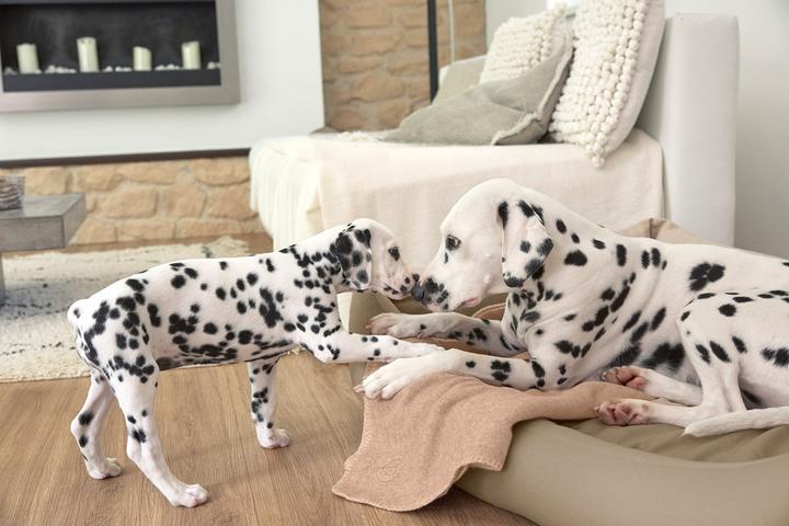 Produktbild Palopa Mathilda (Hund)