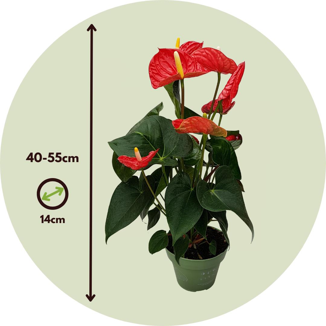 Thumbnail - Plant in a Box, Pflanzen, Anthurium 'Madural Red' - (40 cm)