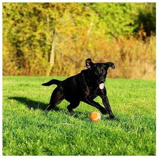 Image du produit Chuckit! CHUCKIT TENNIS BALL Balle de tennis 7 6 cm de diamètre Taille L Orange (Jouet à mâcher pour chien)