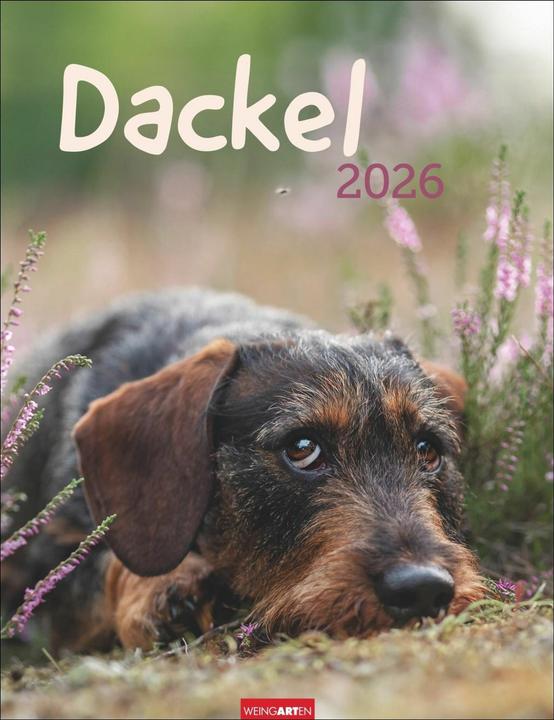 Produktbild Dackel Kalender 2026 (30 x 39 cm, Harter Einband, Deutsch)