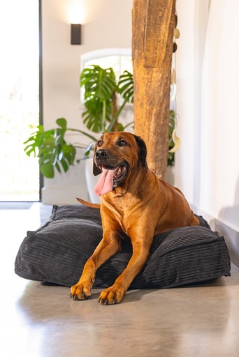 Image du produit Designed by Lotte Coussin de couchage Ribbed (Chien)