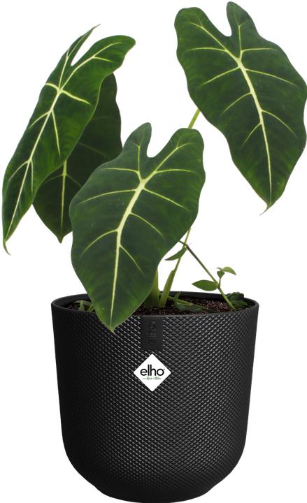 Actual product image Elho Jazz Round (26 x 24.20 cm)