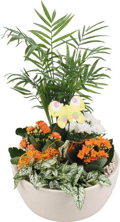 Actual product image Migros Ostschweiz Planted flower bowl (38 cm)