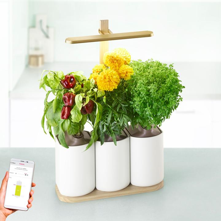 Image du produit Prêt à Pousser Édition Lilo (Graines d'herbes aromatiques)