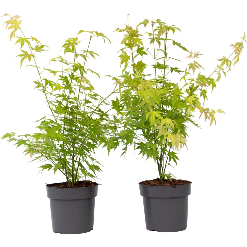 Plant in a Box, Pflanzen, Acer palmatum 'Orange Dream' - 2er Set Ahornbäume (60 cm)