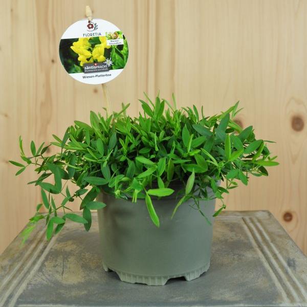 Produktbild Säntispracht 4 er Set, Die heimische Wiesen-Platterbse - Lathyrus pratensis Wiesen-Platterbse (60 cm)